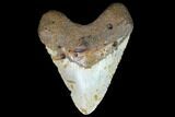 Huge, Fossil Megalodon Tooth - North Carolina #124322-1